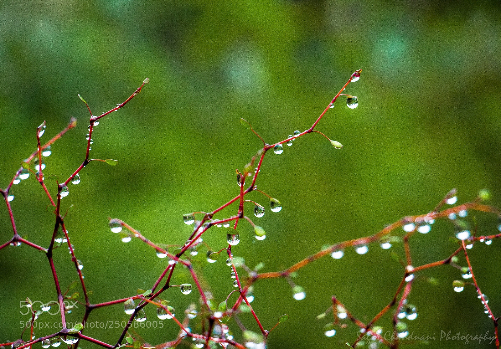 Canon EOS 7D Mark II sample photo. Holding on morning mist photography