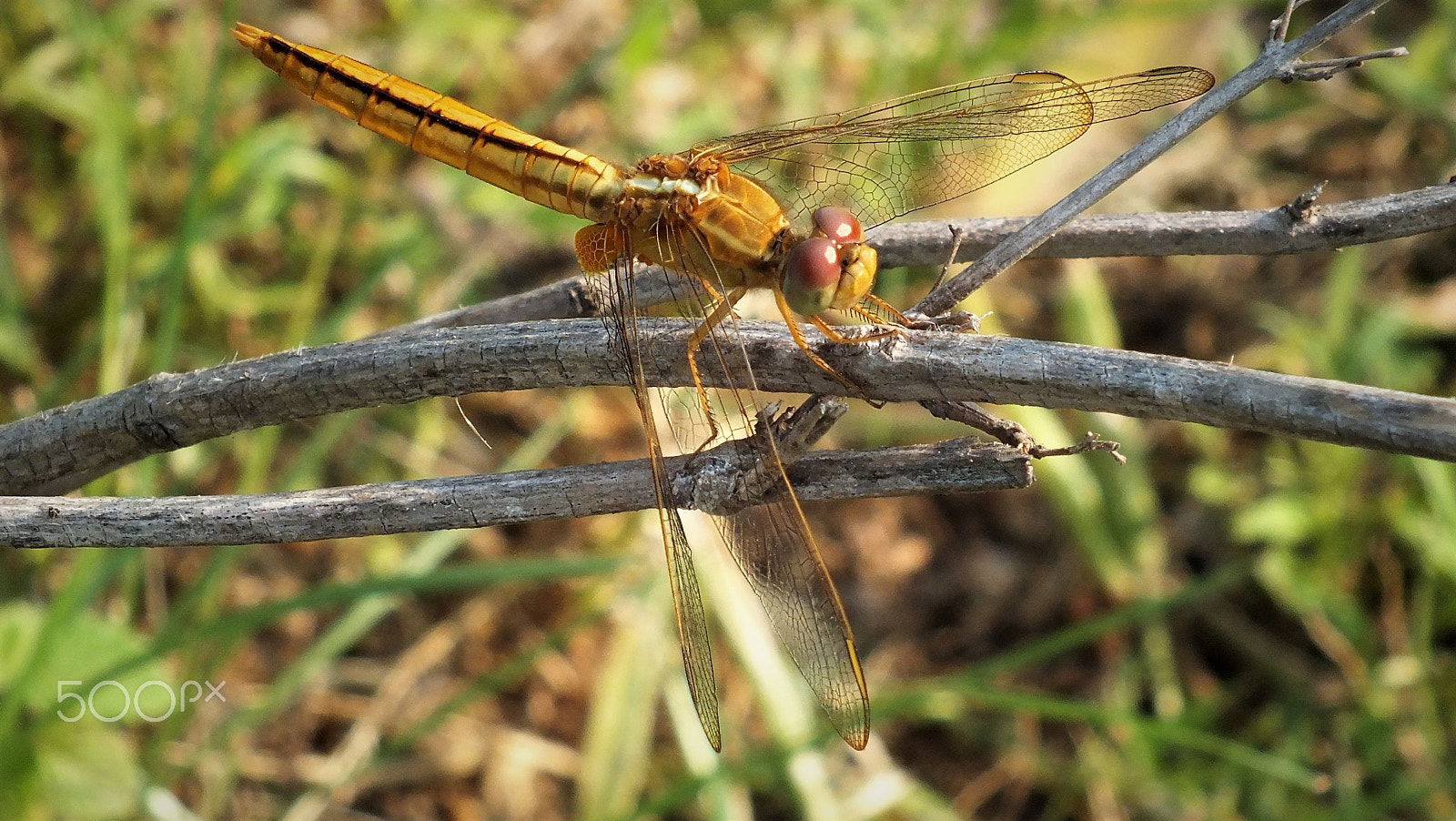 Fujifilm FinePix HS28EXR sample photo. Dragonfly photography