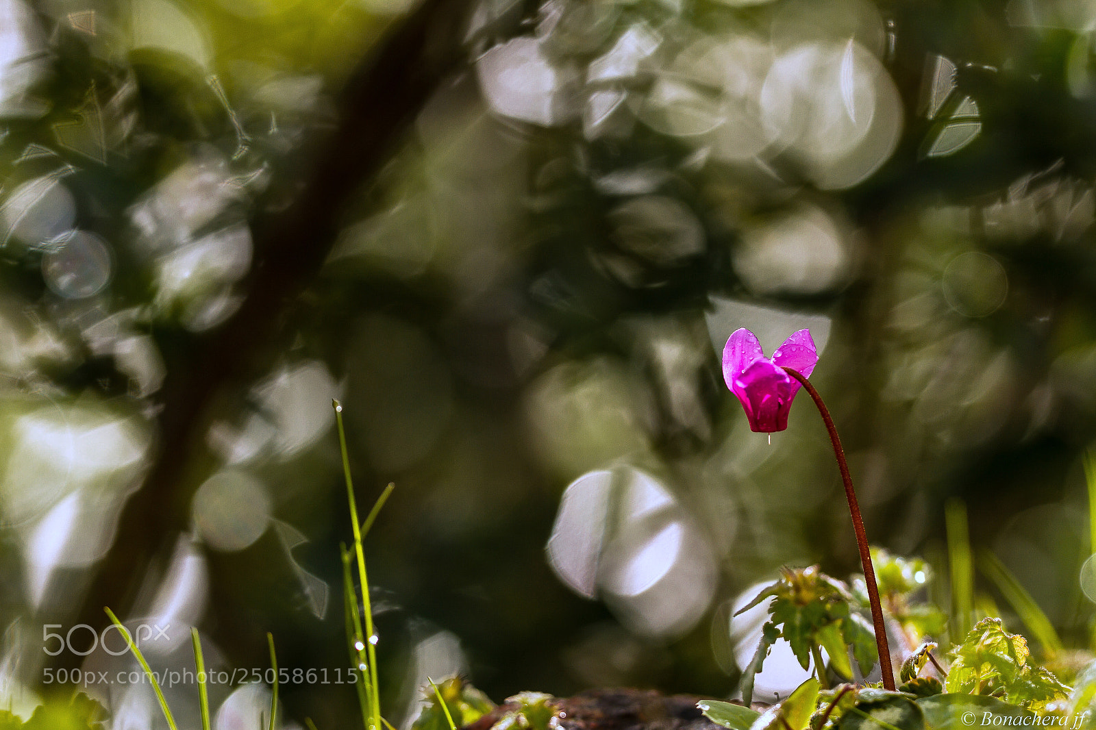 Canon EOS 7D sample photo. Cyclamen hederifolium photography