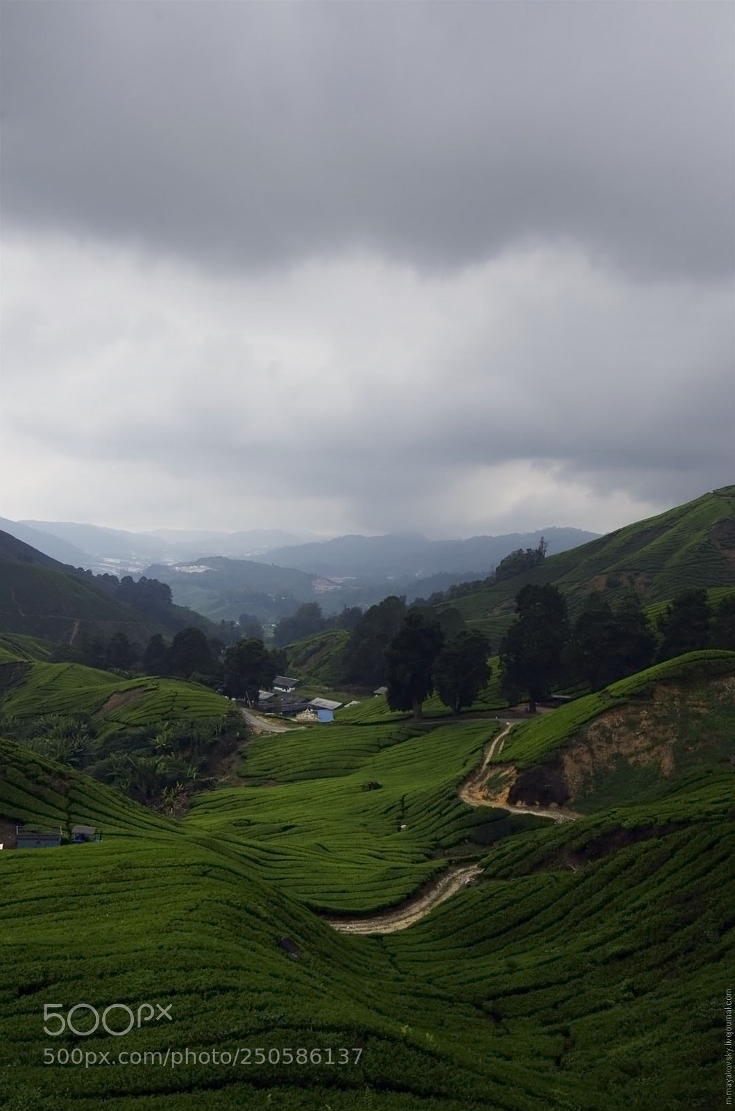 Pentax K-30 sample photo. Malasia.  cameron highlands photography