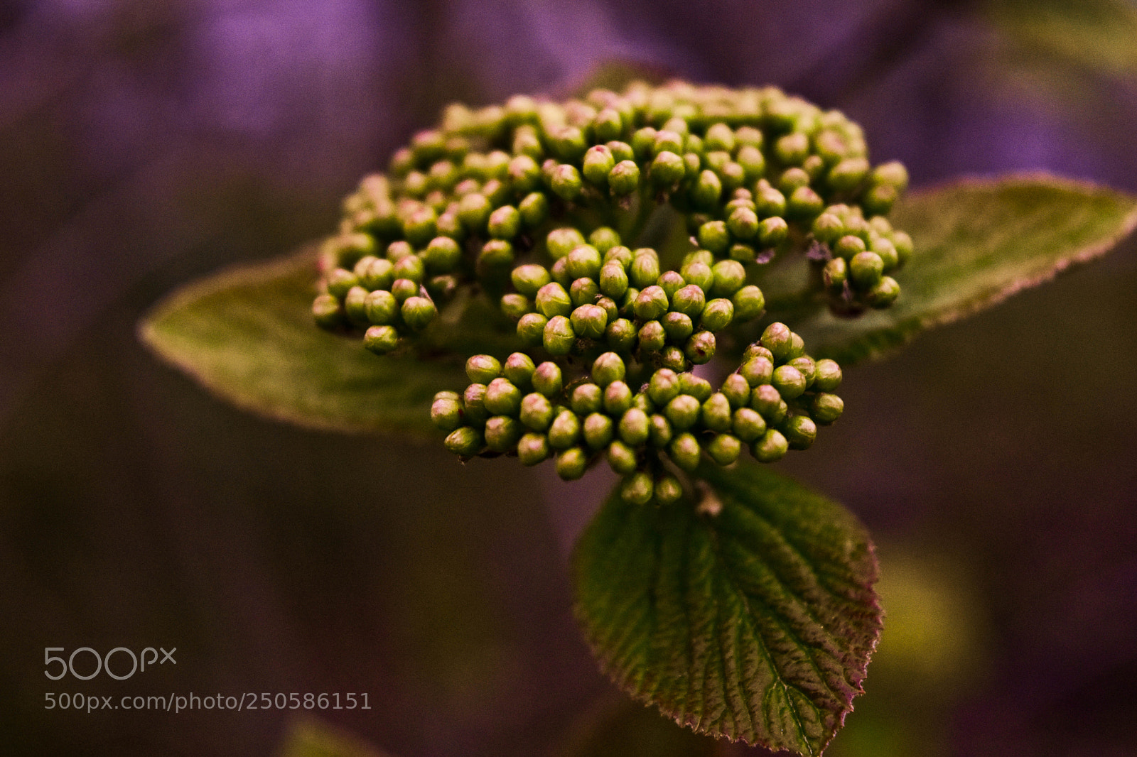 Nikon D5500 sample photo. Plant photography
