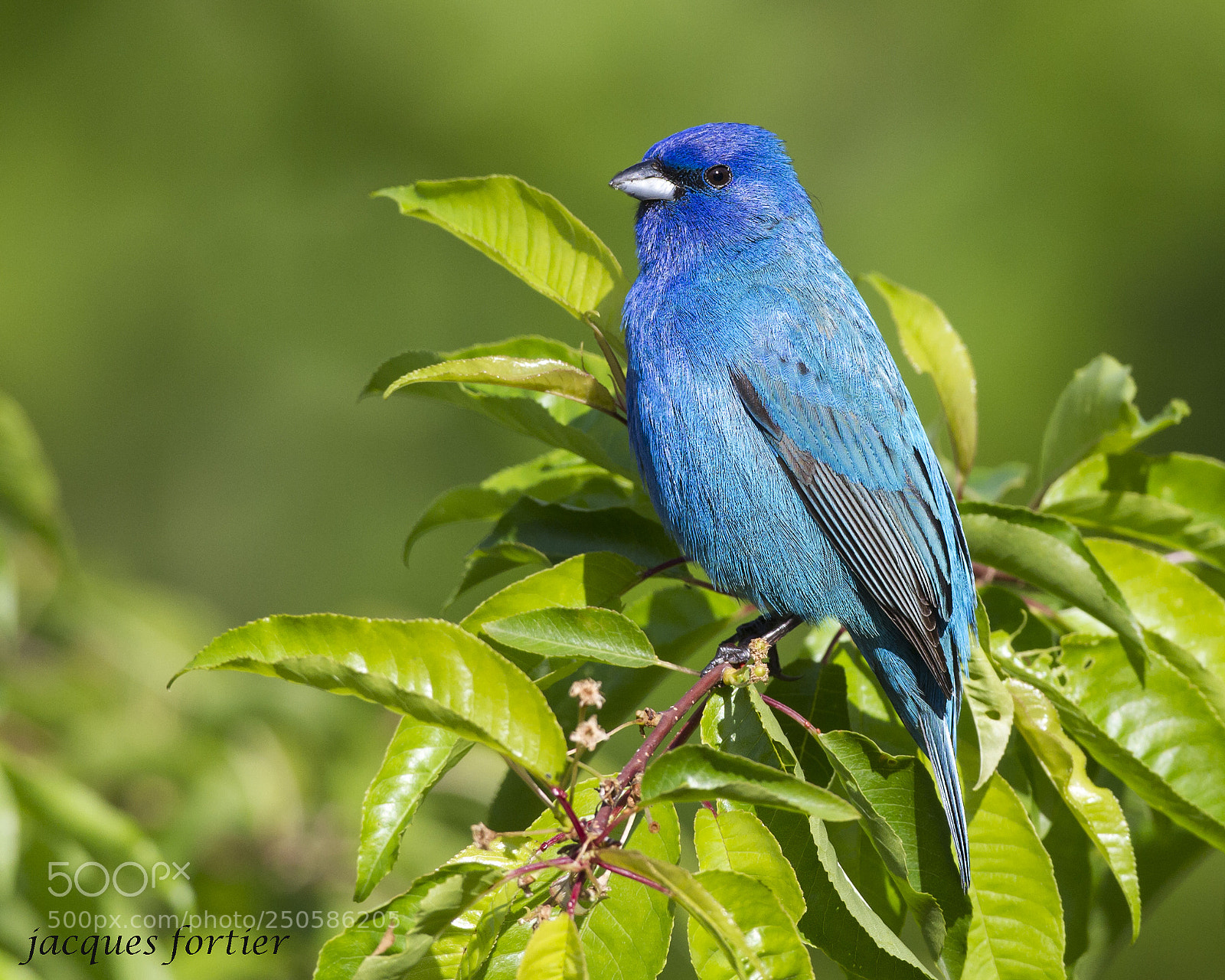 Canon EOS 7D sample photo. Indigo bunting photography