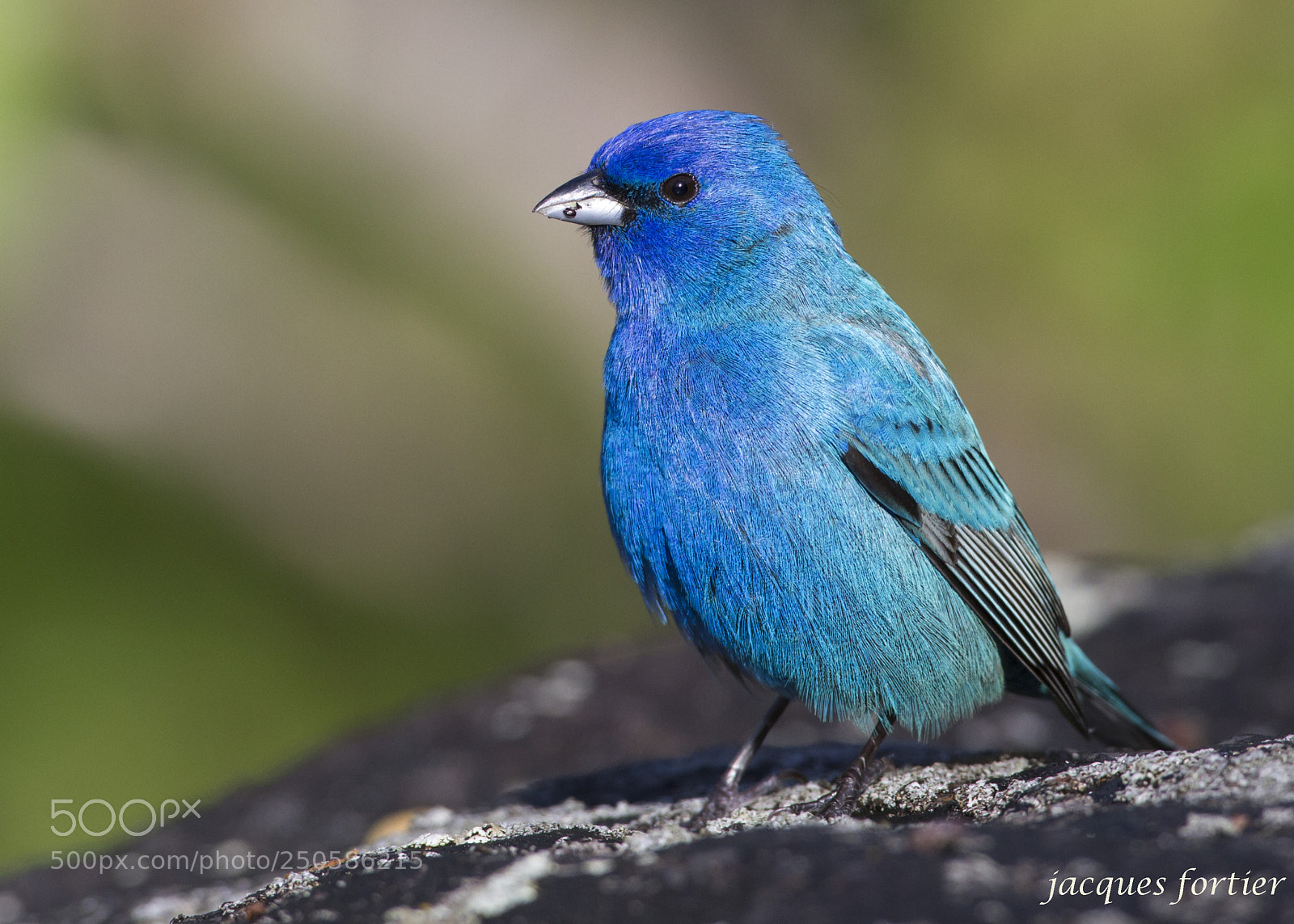 Canon EOS 7D sample photo. Indigo bunting photography
