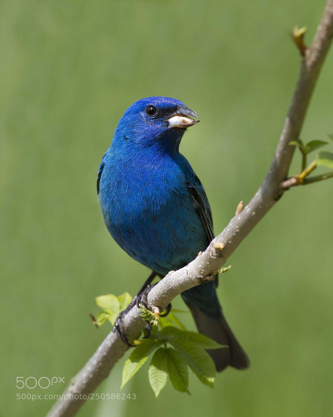 Canon EOS 7D sample photo. Indigo bunting photography