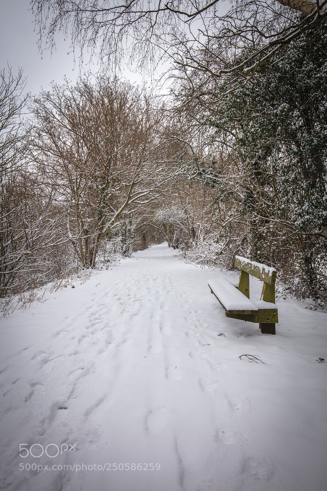 Canon EOS 5DS R sample photo. Ross with snow photography