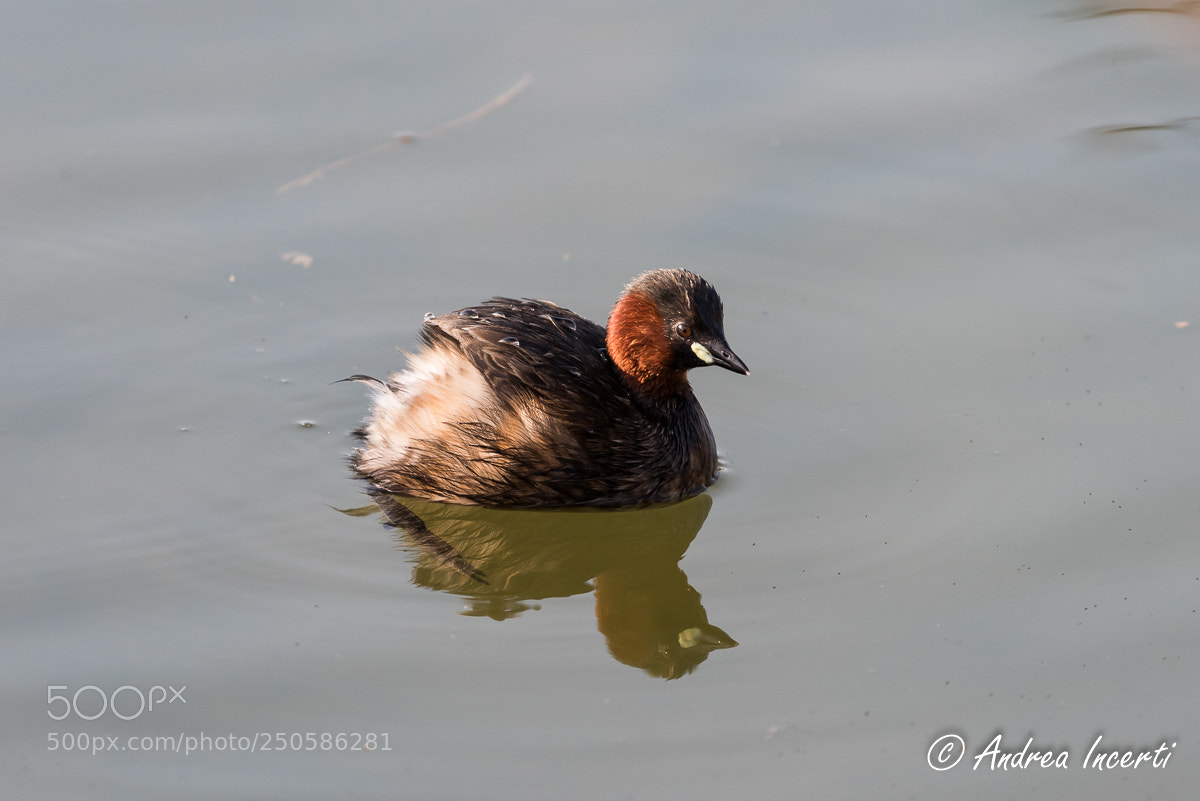Nikon D810 sample photo. Little grebe (tachybaptus ruficollis) photography