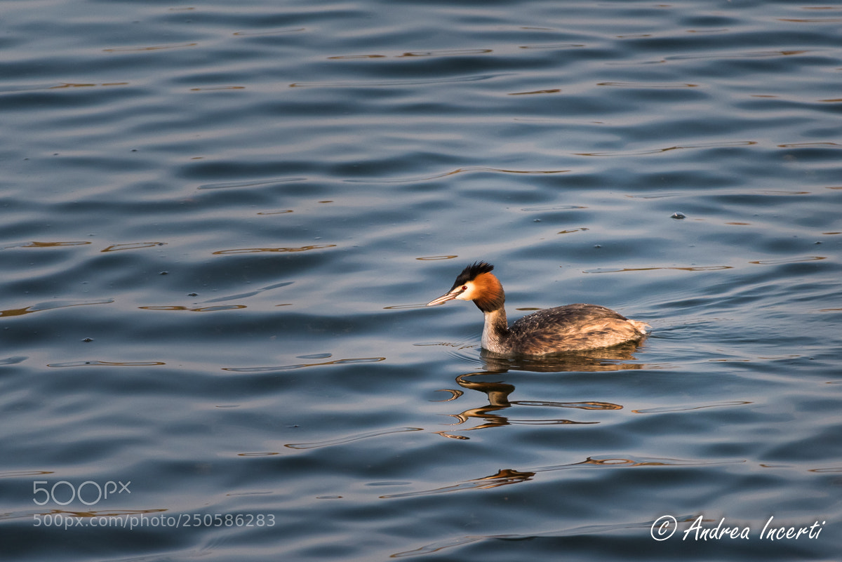 Nikon D810 sample photo. Svasso photography