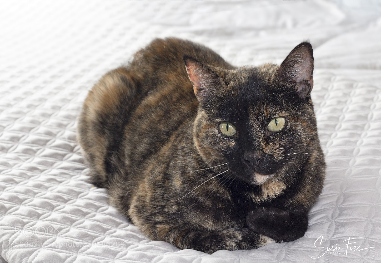 Canon EOS 70D sample photo. Alice photography