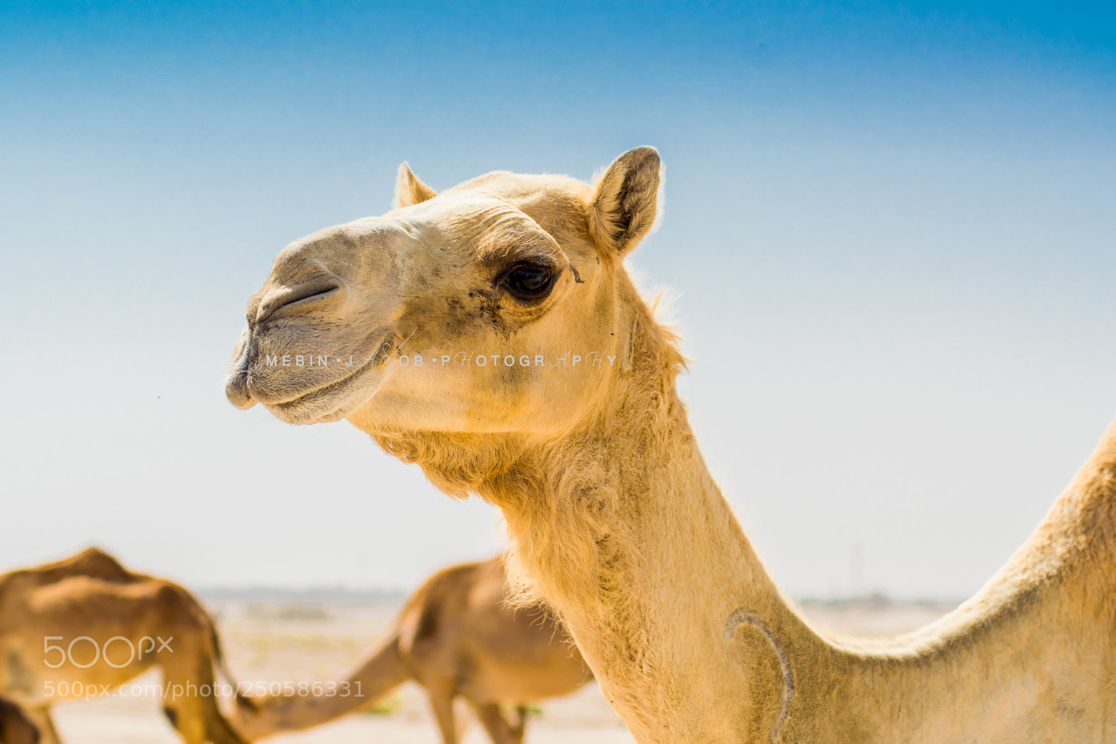 Nikon D5300 sample photo. Camel photography