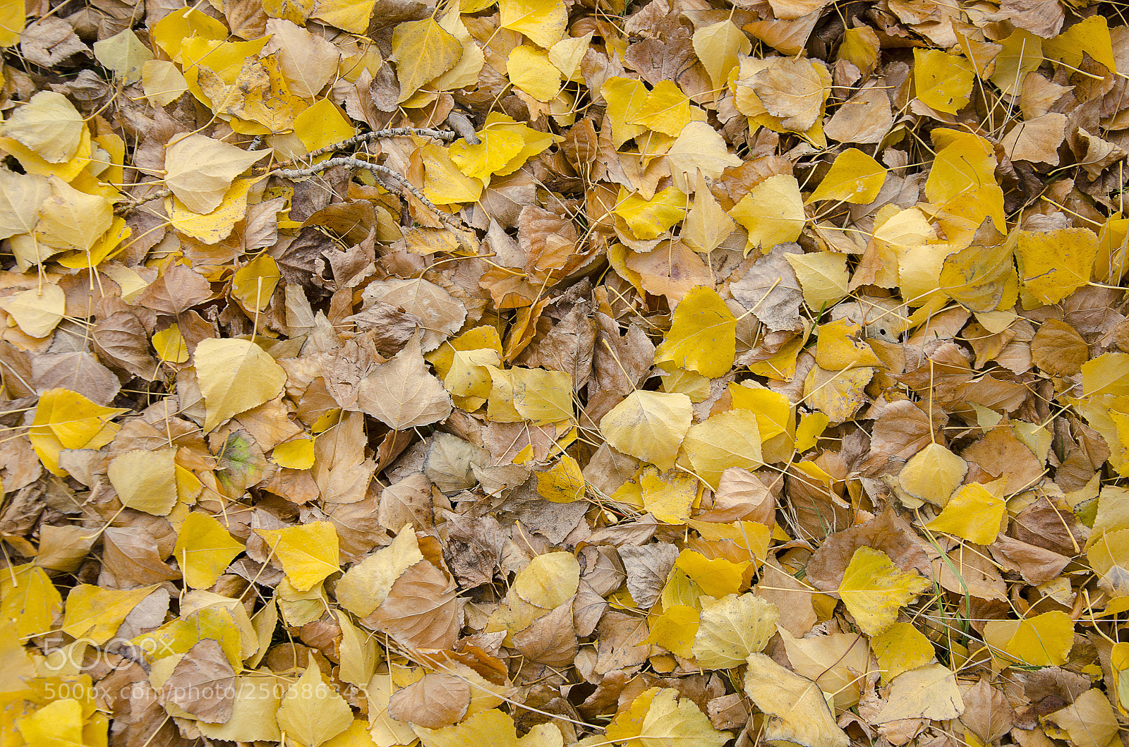 Nikon D7000 sample photo. Otoño photography