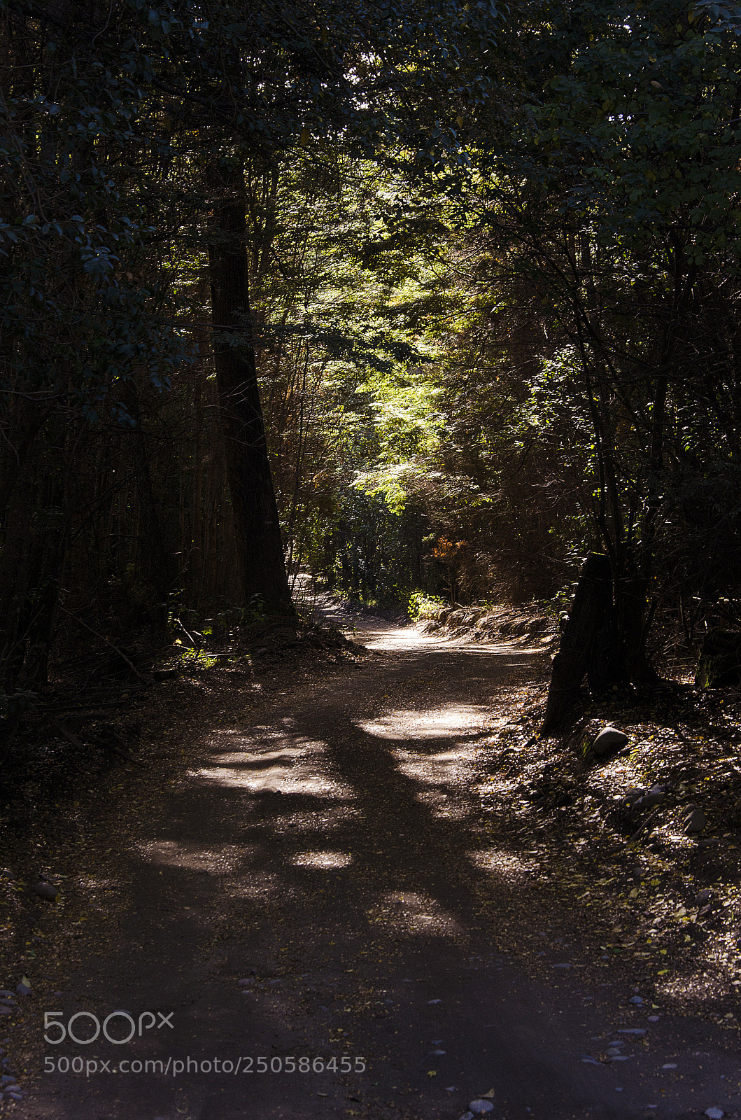 Nikon D7000 sample photo. Sendero del bosque photography