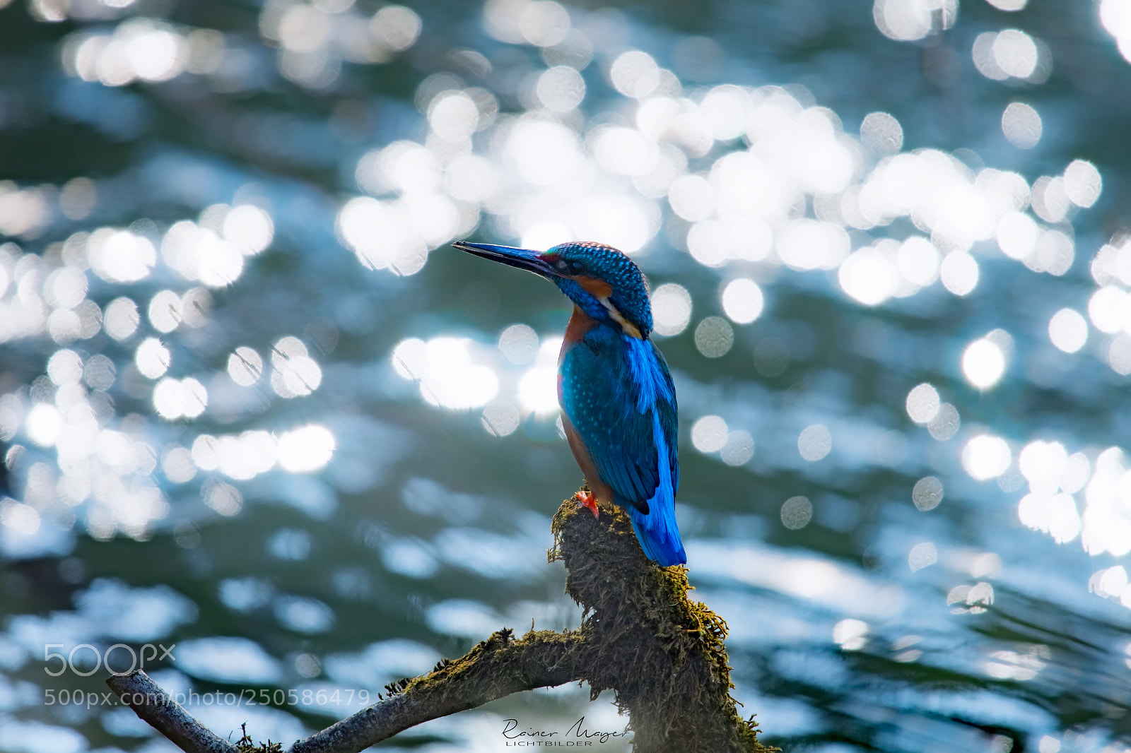 Nikon D500 sample photo. #166 - kingfisher with bokeh photography