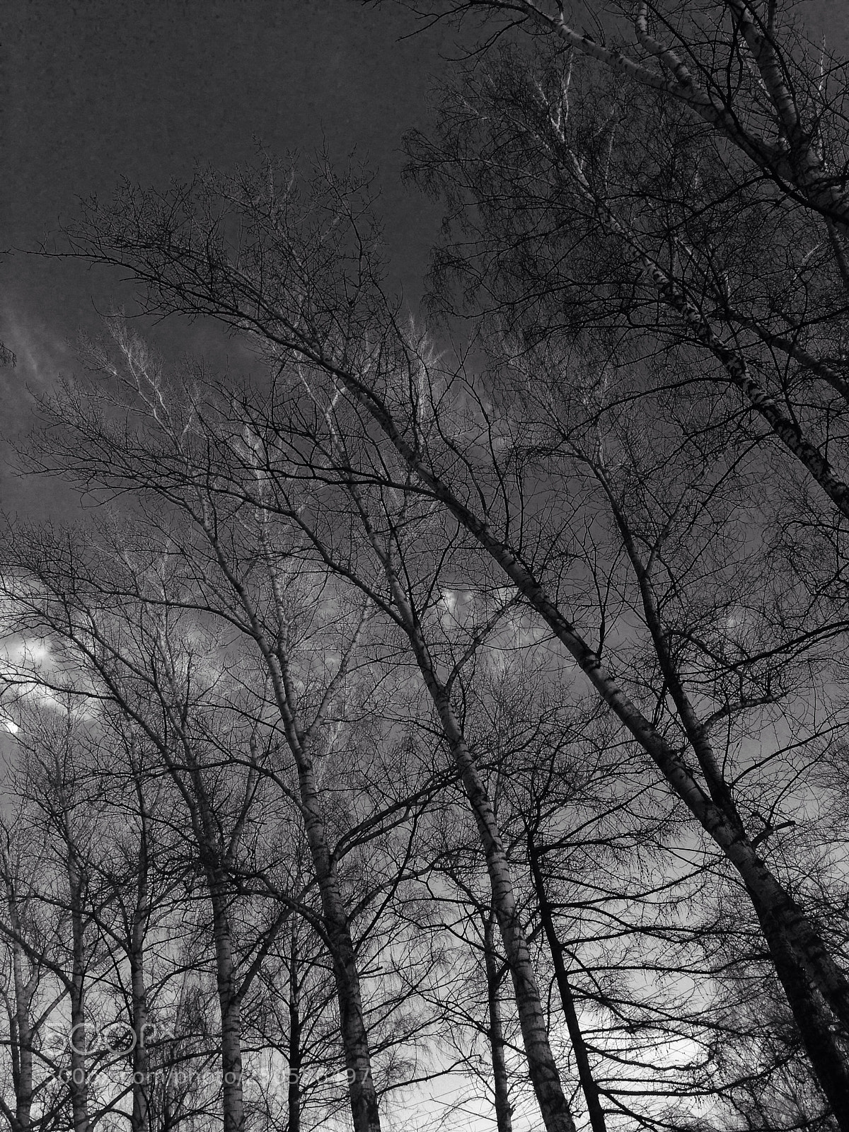 Apple iPhone 5c sample photo. Poplars  photography