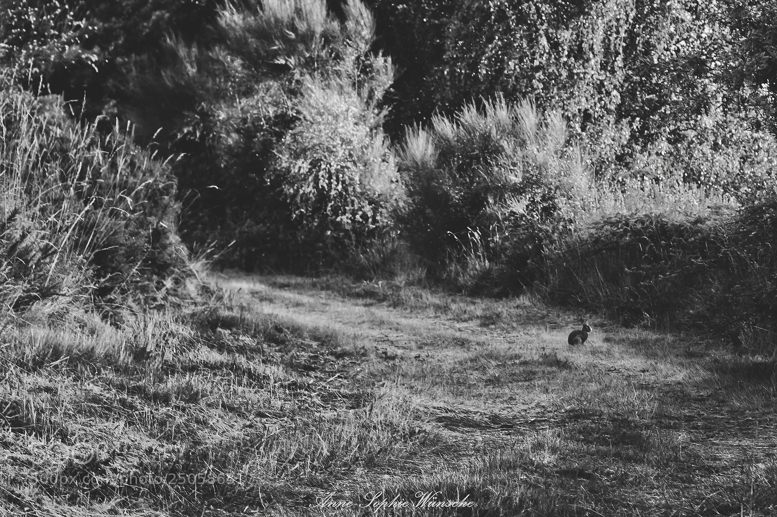 Canon EOS 700D (EOS Rebel T5i / EOS Kiss X7i) sample photo. Coelliño na paisaxe photography