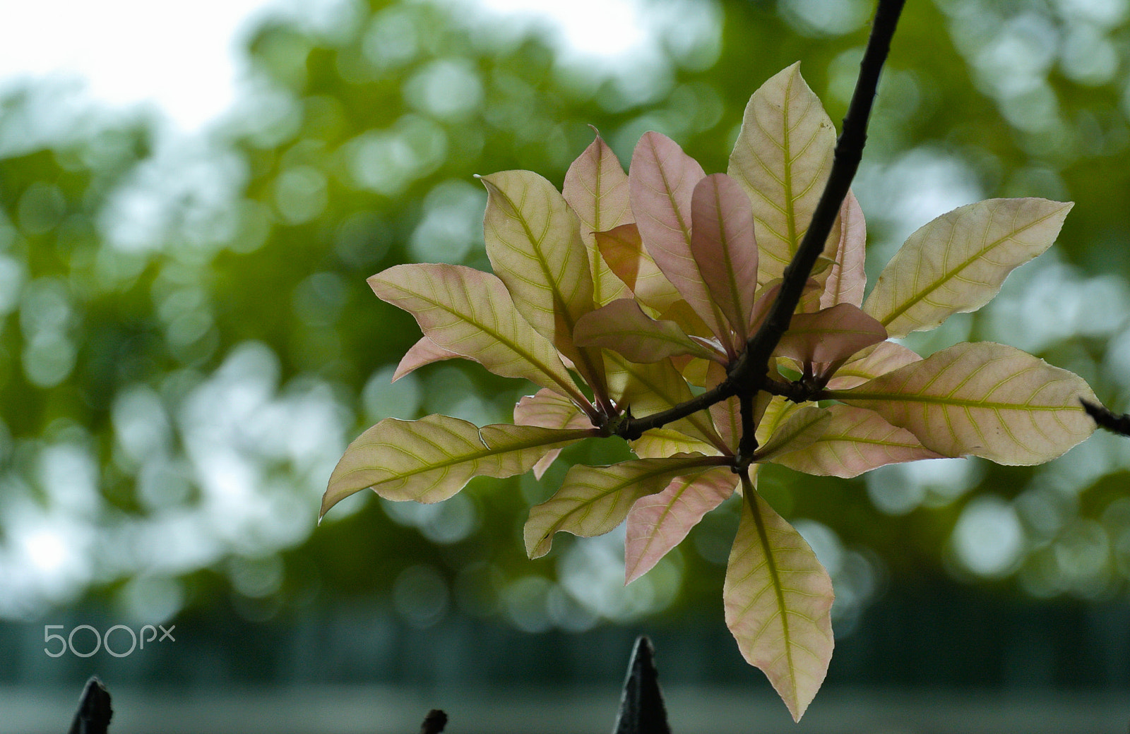 Nikon 1 J1 sample photo. Spring leaves #1 photography