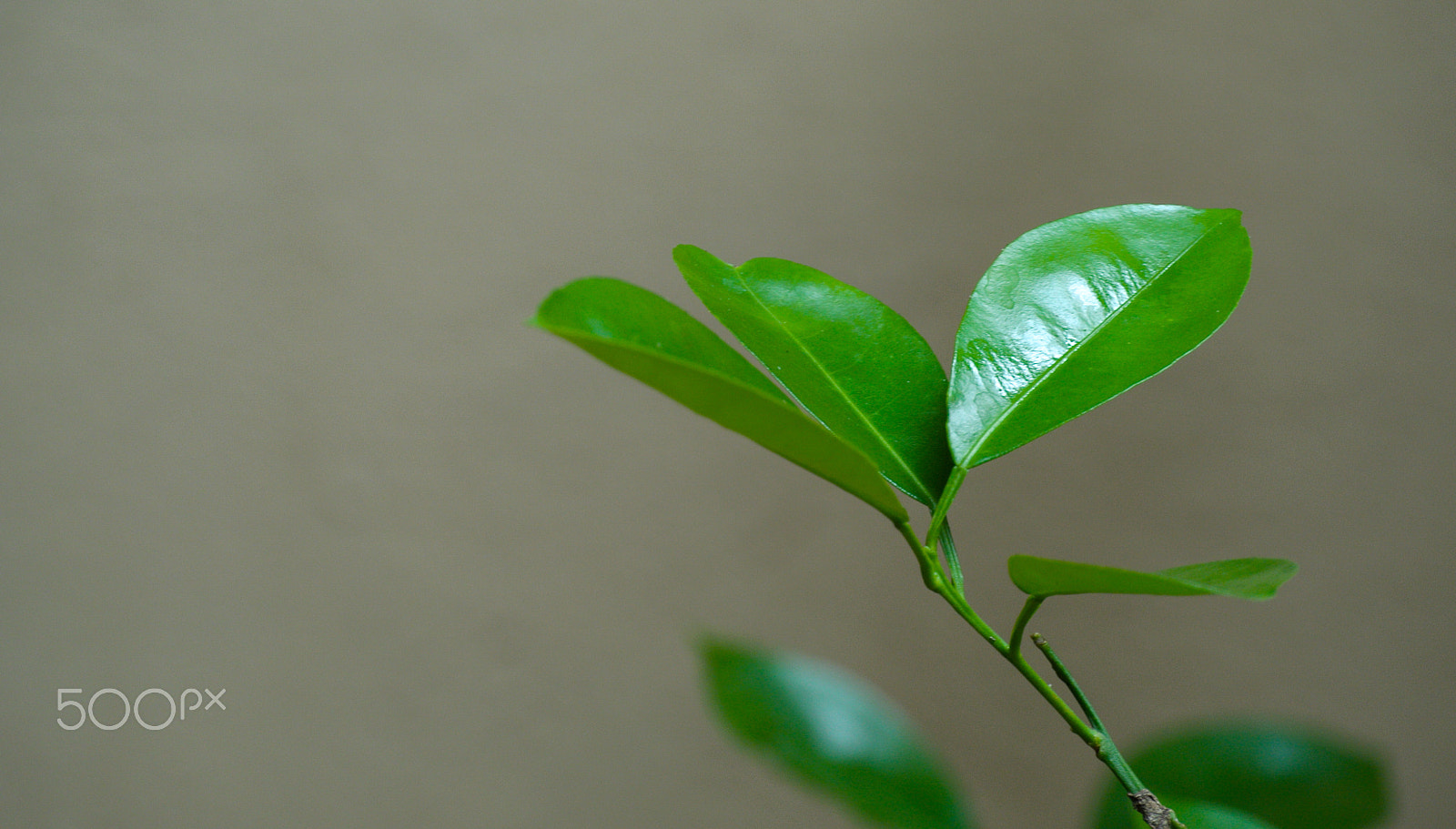 Nikon 1 J1 sample photo. Spring leaves #3 photography