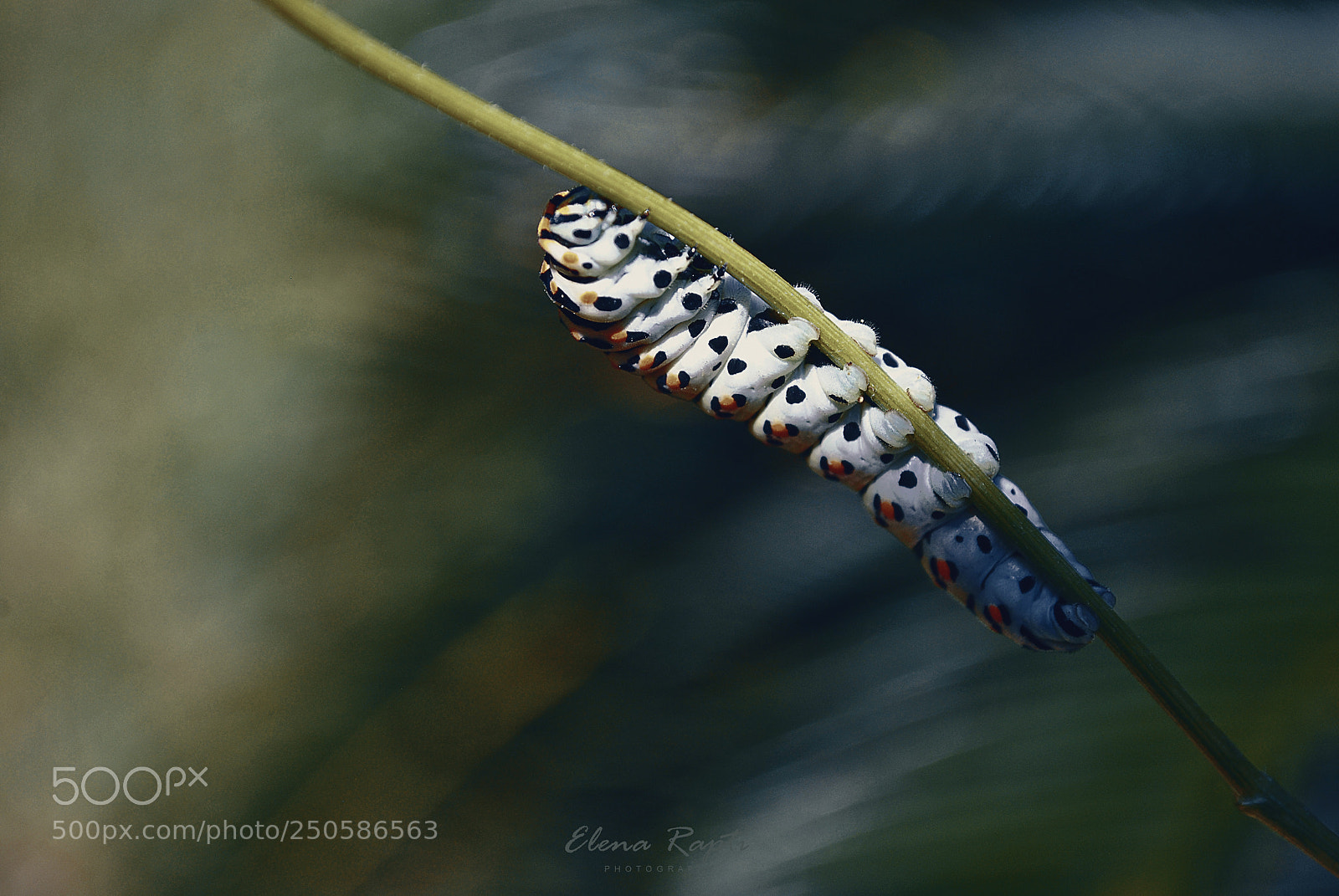 Nikon D3000 sample photo. Caterpillar close up....... photography