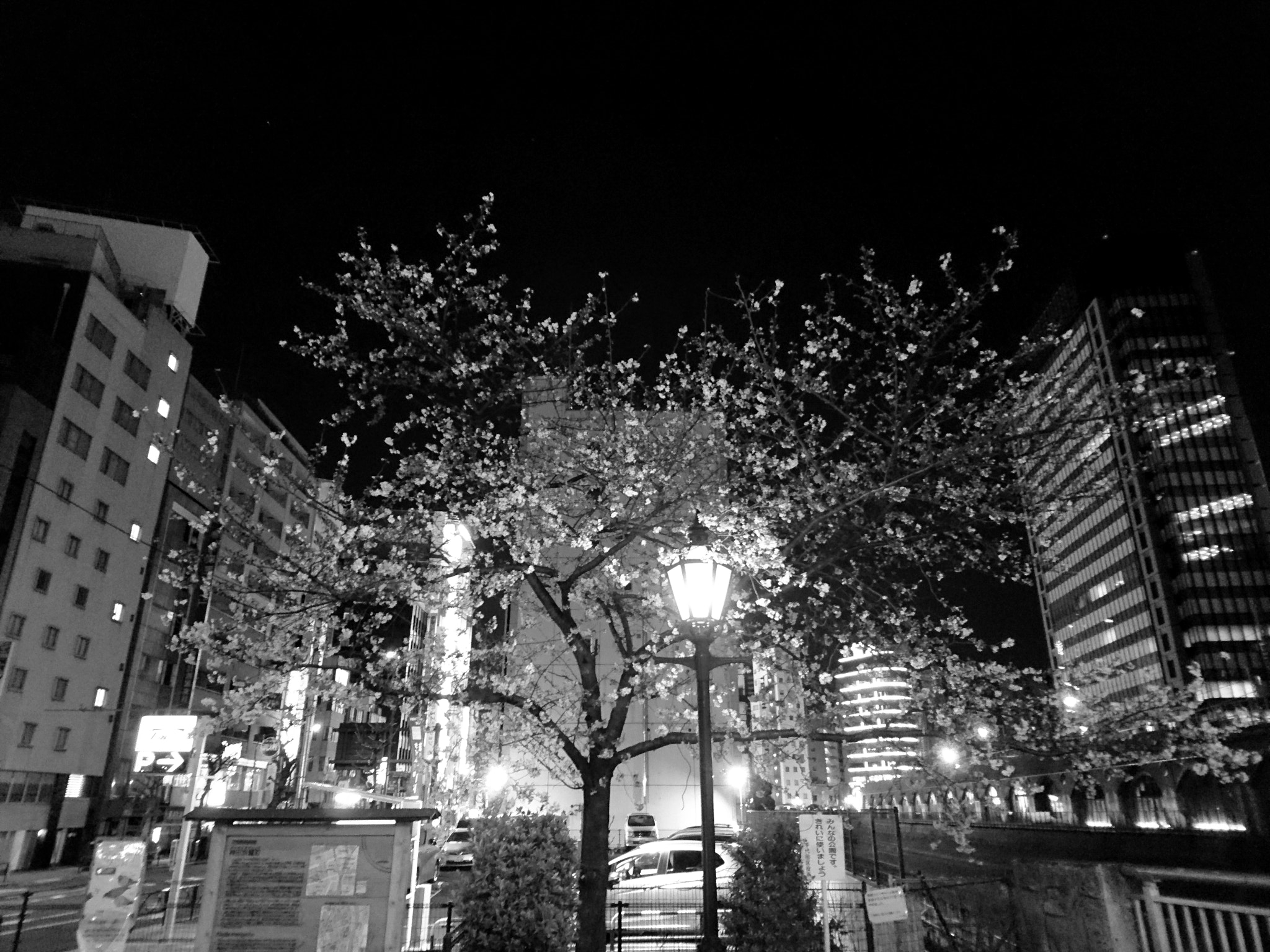 Sony Xperia Z5 sample photo. Cherry tree(tokyo japan) photography