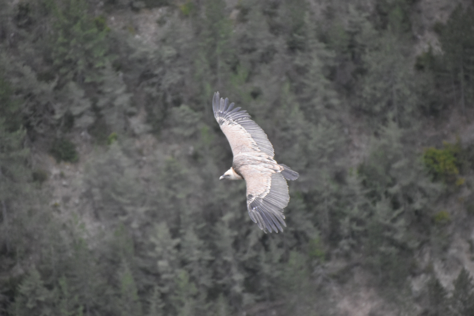 Nikon D5600 sample photo
