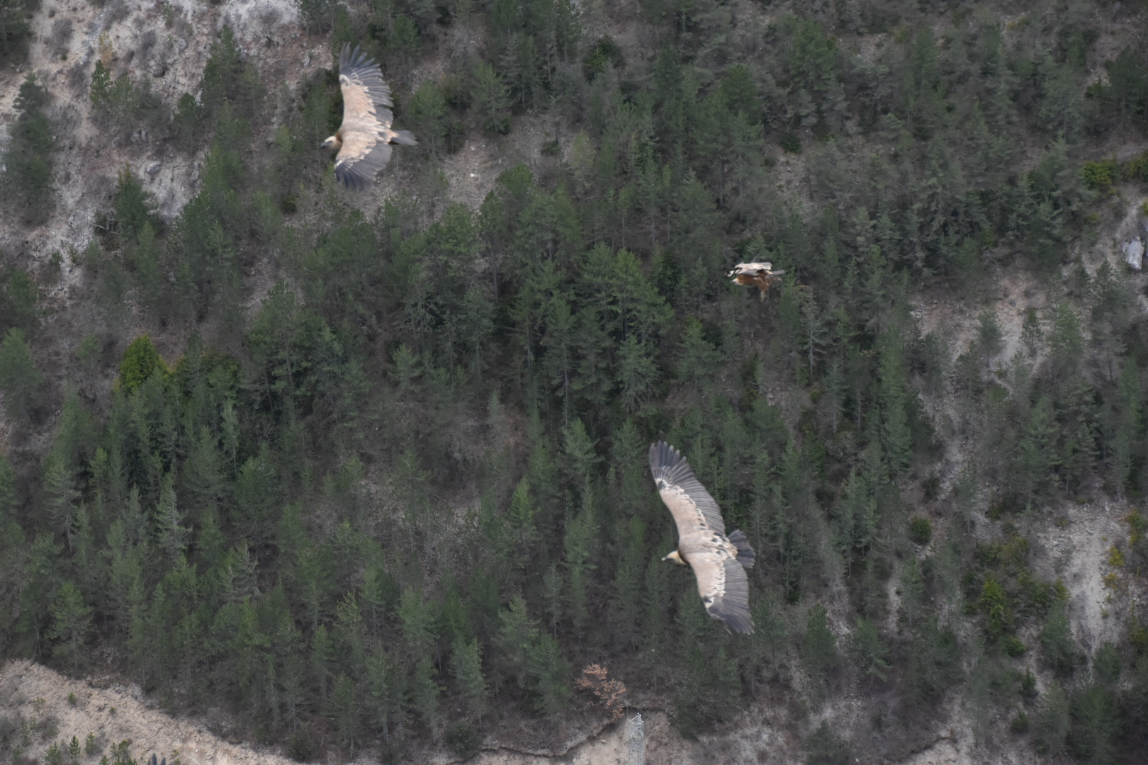 Nikon D5600 sample photo