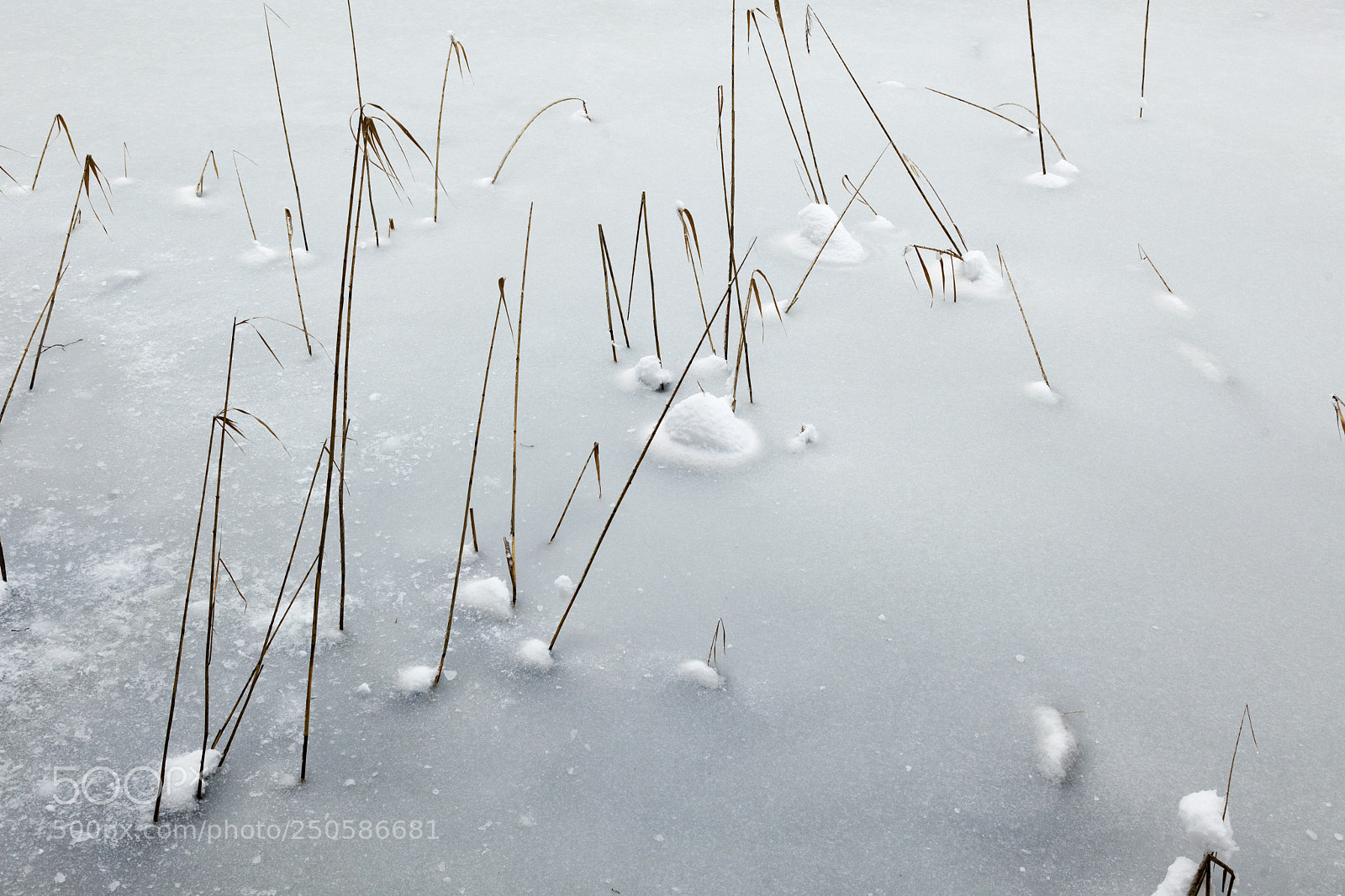 Canon EOS 5D Mark II sample photo. Frozen reeds photography