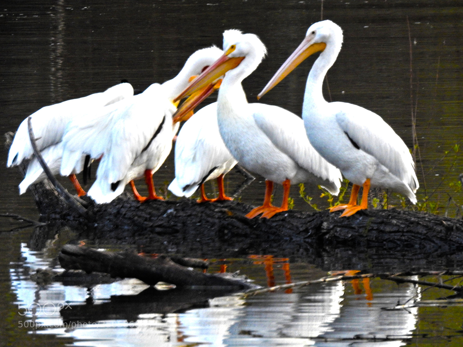 Nikon Coolpix P900 sample photo. American white pelicans photography