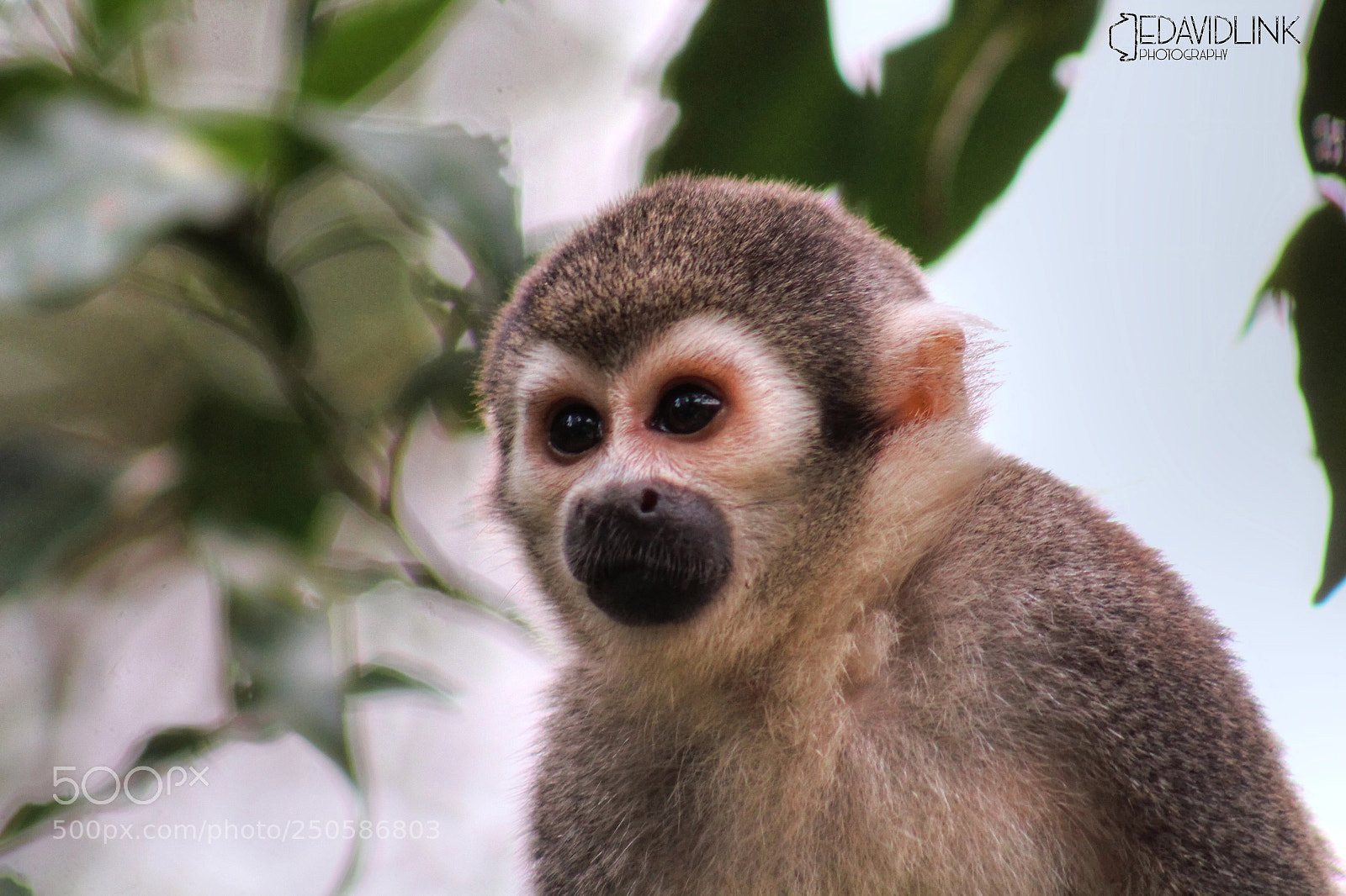 Canon EOS 1200D (EOS Rebel T5 / EOS Kiss X70 / EOS Hi) sample photo. Spider monkey photography