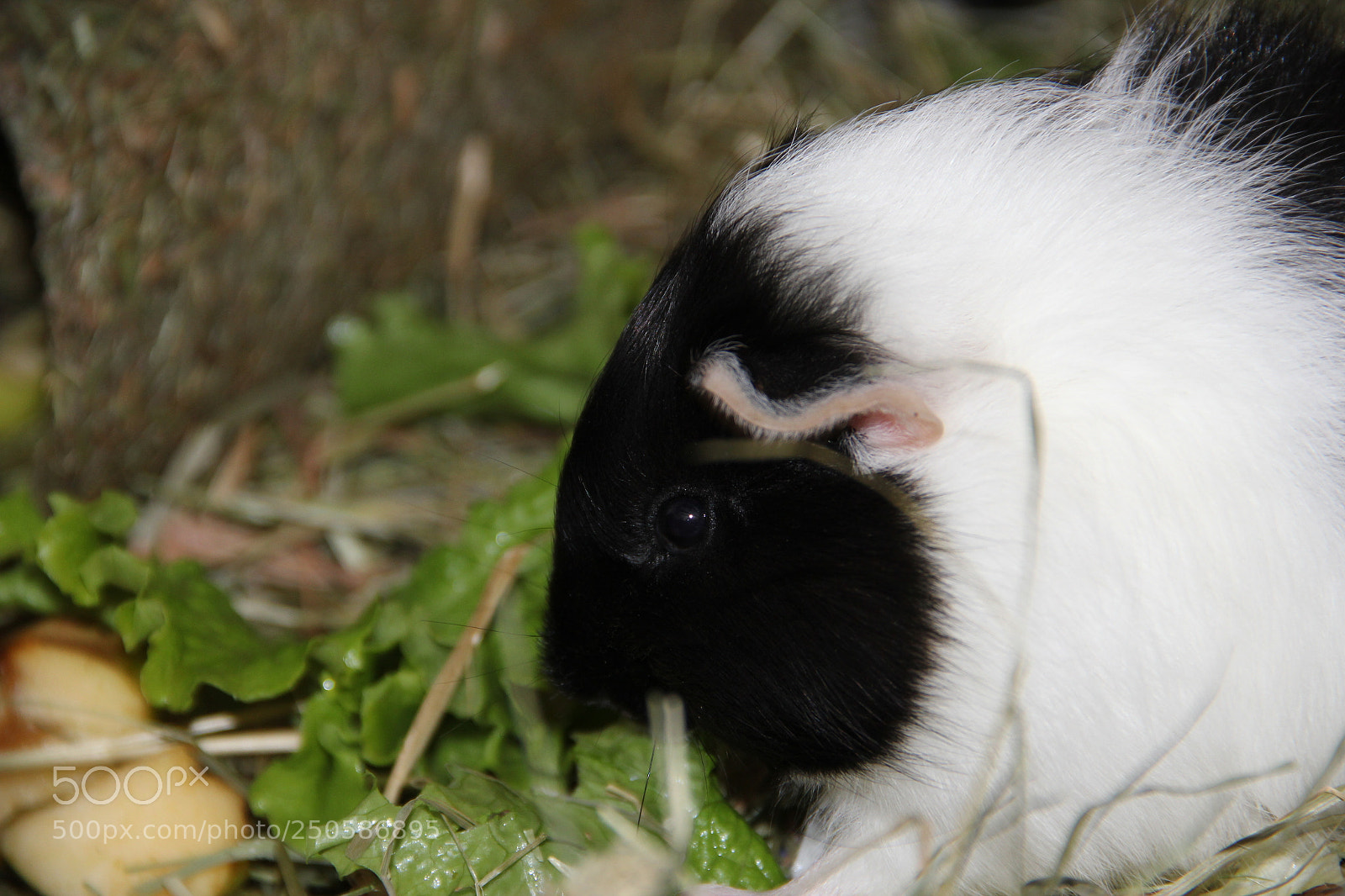 Canon EF-S 18-135mm F3.5-5.6 IS sample photo. Pet 18 photography
