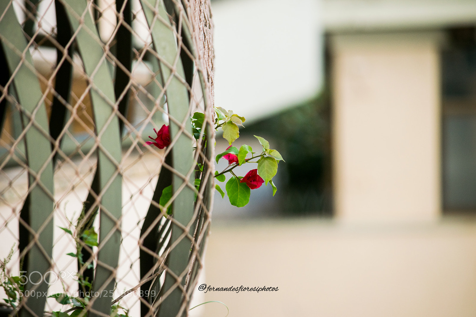 Nikon D5300 sample photo. Some with 55-300 lens photography
