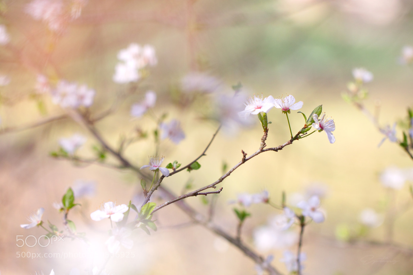 Canon EOS 70D sample photo. Flowers flowers flowers ! :) photography