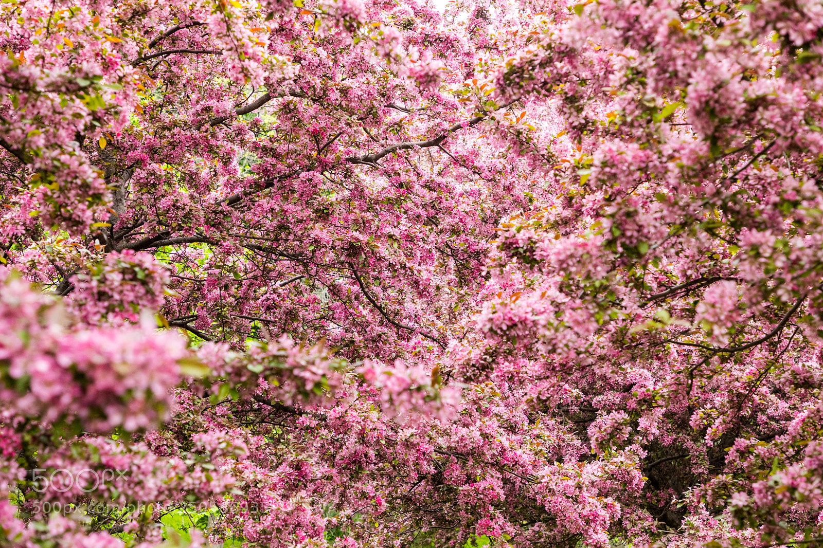 Canon EOS 5D Mark IV sample photo. Spring bloom photography