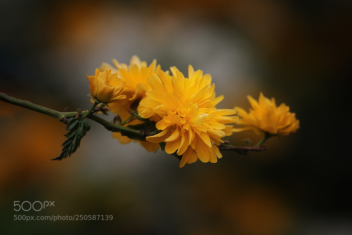 Canon EOS 7D sample photo. Springtime photography