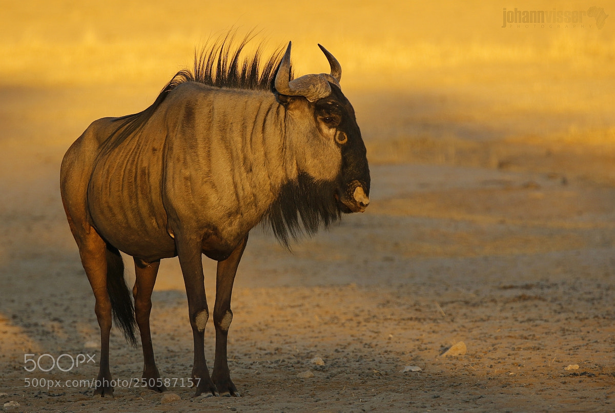 Canon EOS 7D Mark II sample photo. Painted by rays of photography