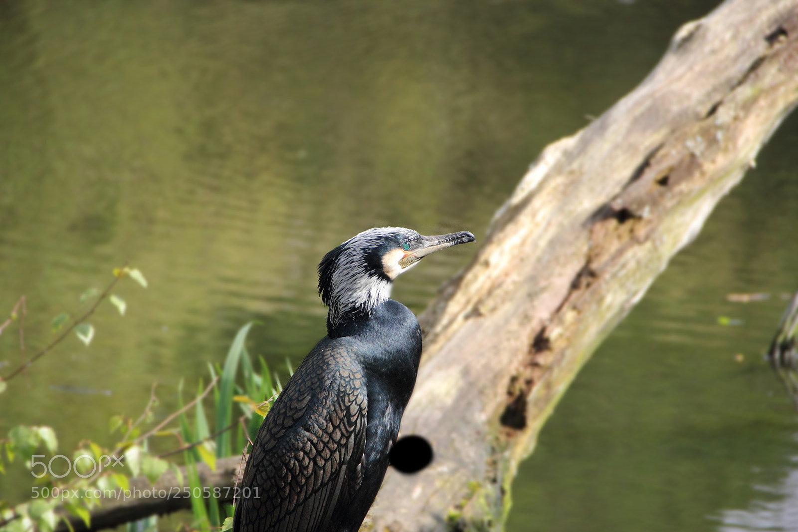 Canon EF-S 18-135mm F3.5-5.6 IS sample photo. Img kormoran photography