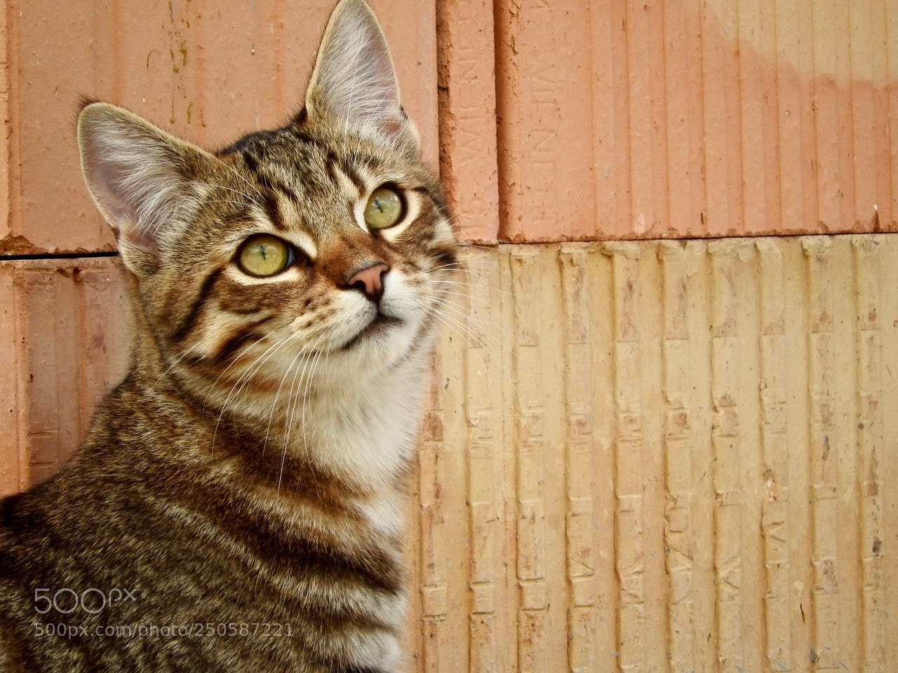 Nikon Coolpix P610 sample photo. Cat#e photography