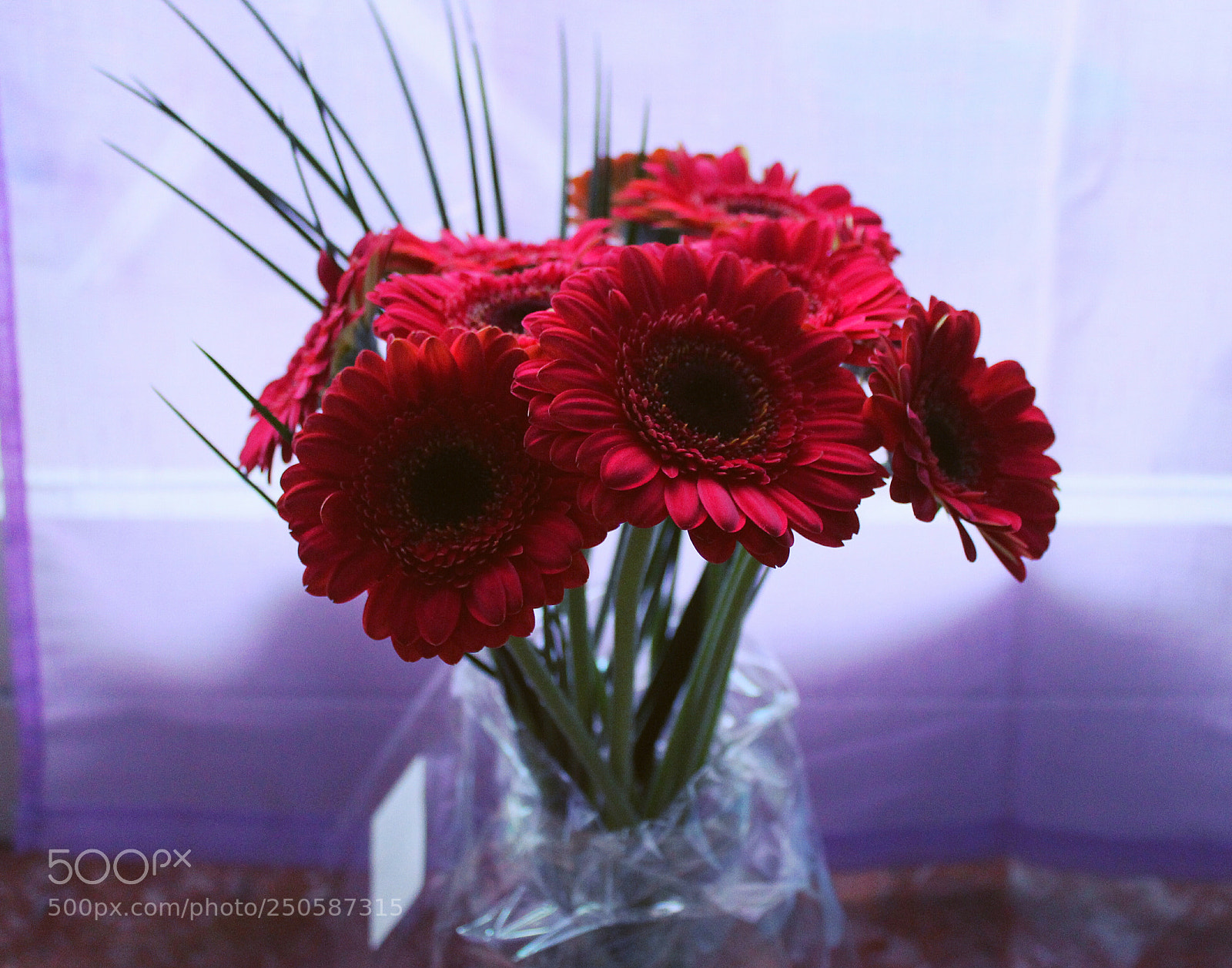 Canon EOS 1300D (EOS Rebel T6 / EOS Kiss X80) sample photo. Untitled photography