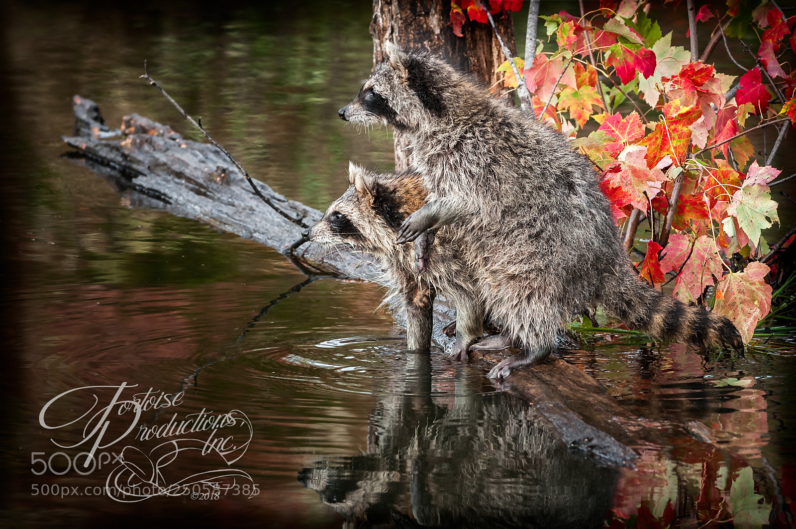 Nikon D300 sample photo. "watching and waiting" photography