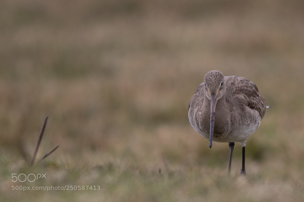 Canon EOS 7D Mark II sample photo. Black-tailed godwit photography