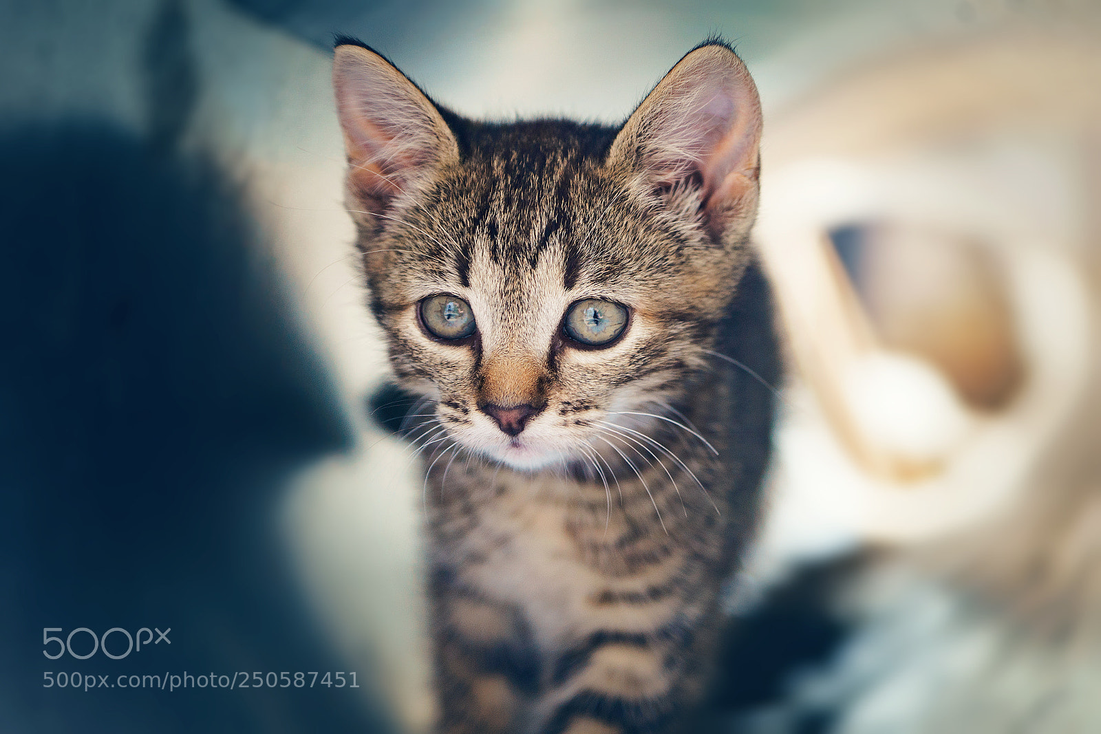 Sony ILCA-77M2 sample photo. Cat photography