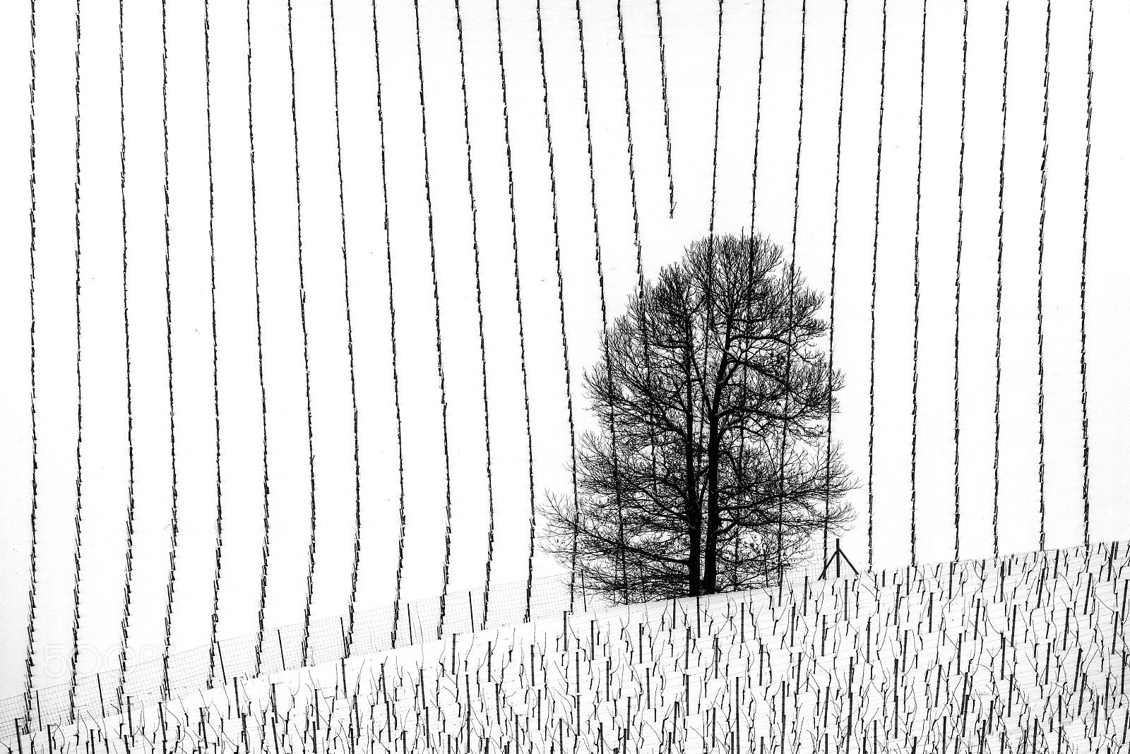 Nikon D810 sample photo. Lonely tree photography