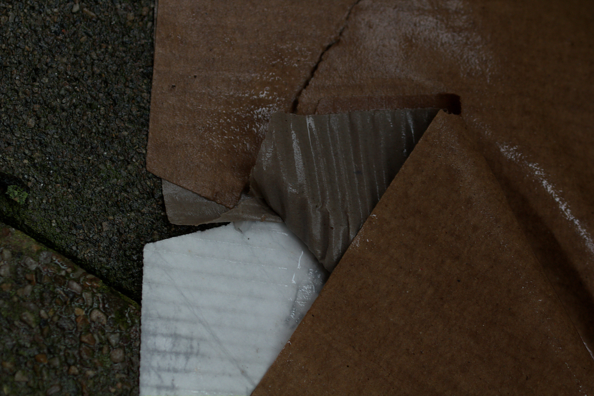 Canon EF 100mm F2.8L Macro IS USM sample photo. Drowning cardboard ii photography