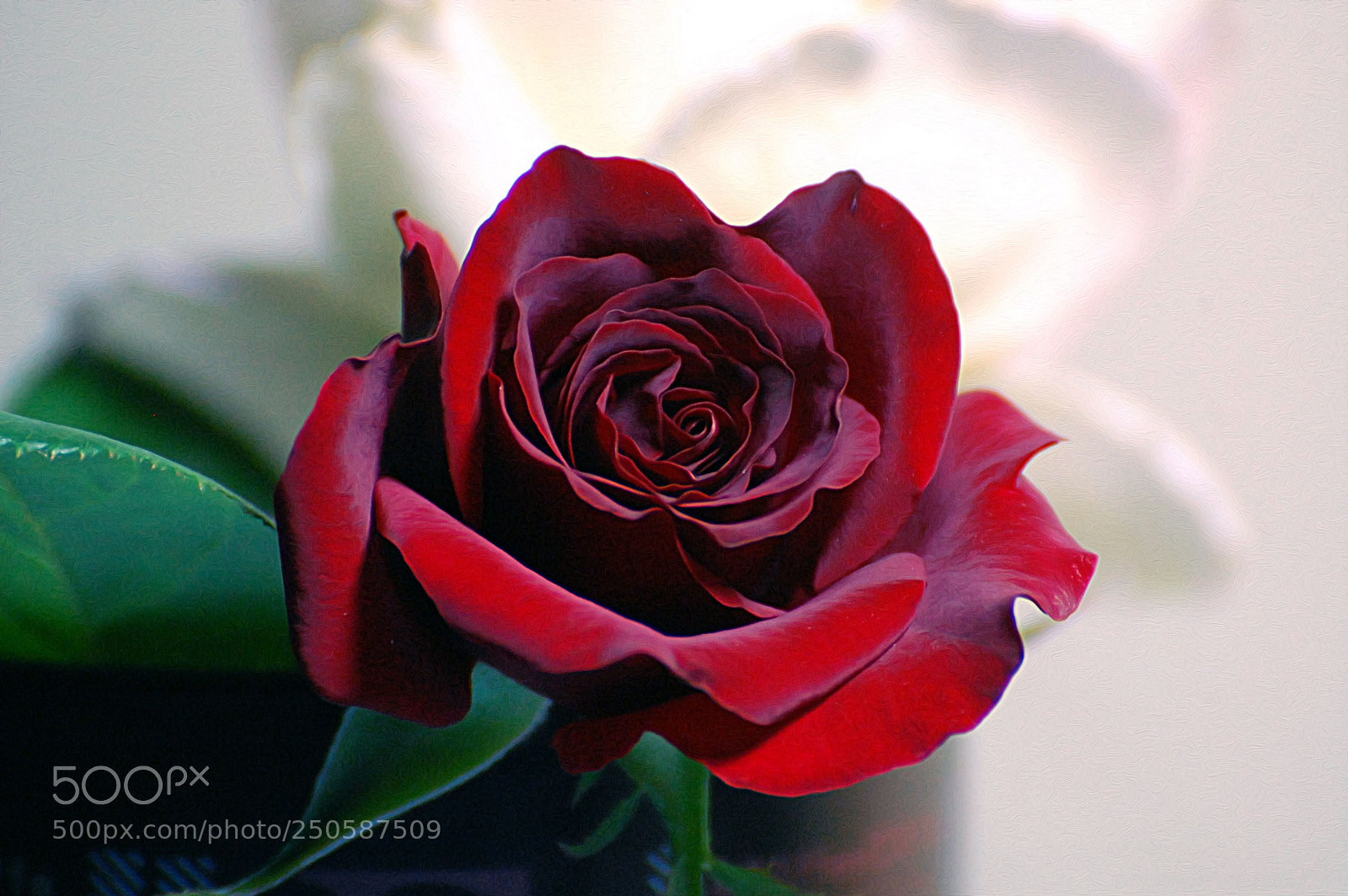 Nikon D40 sample photo. Untitled photography