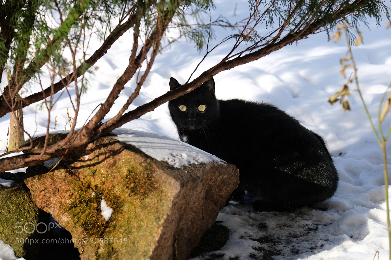 Fujifilm X-T20 sample photo. Black cat in white photography