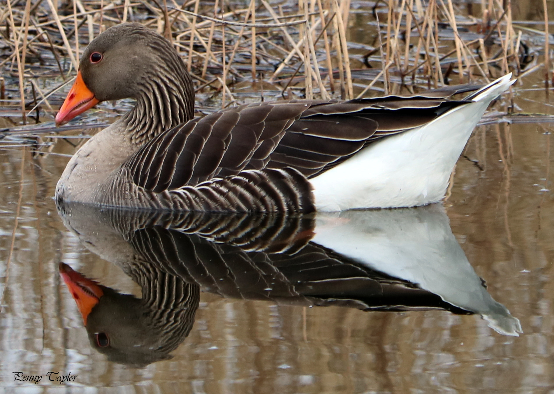 Canon EF 70-300 F4-5.6 IS II USM sample photo. Greylag goose photography