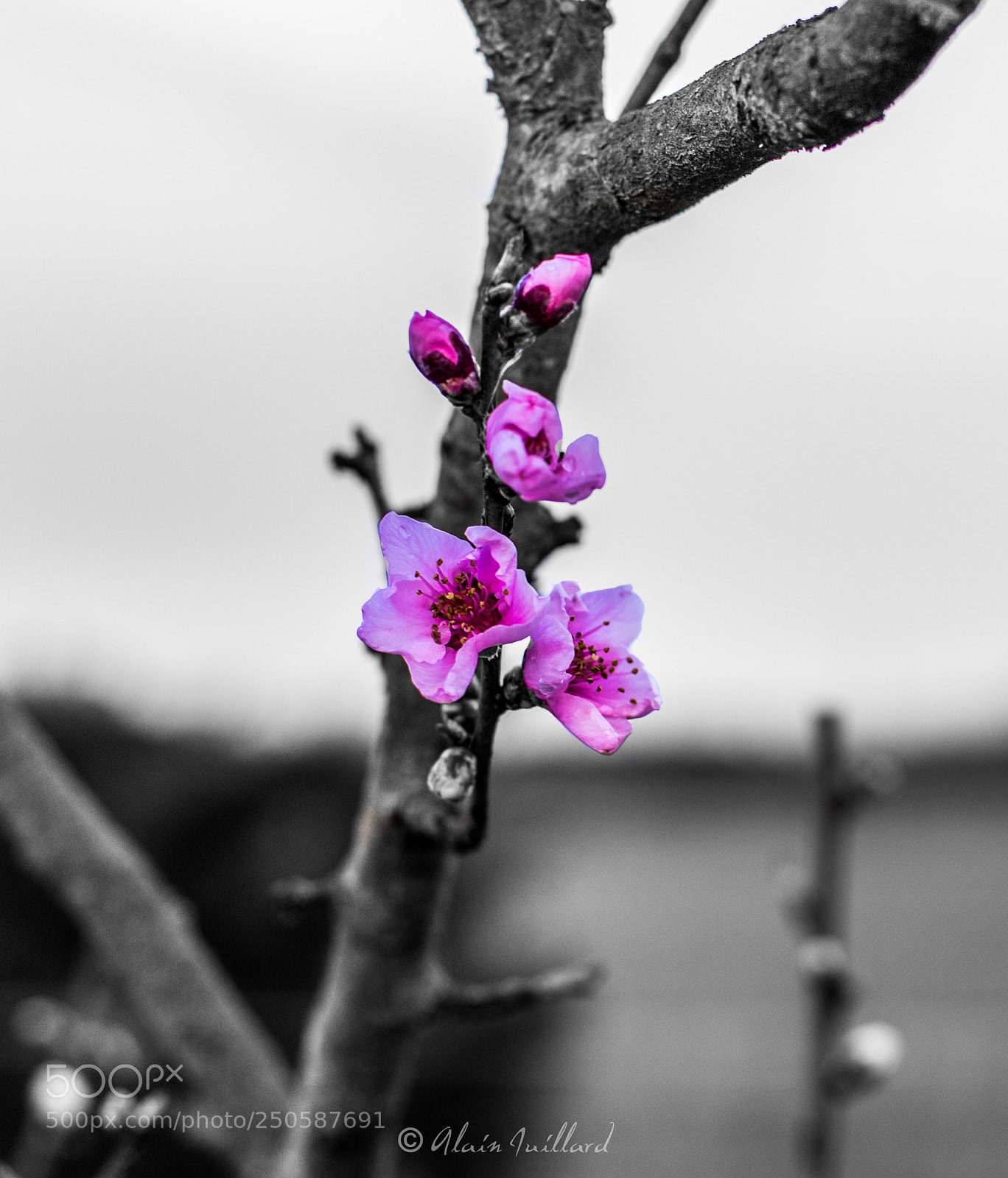 Canon EOS 6D Mark II sample photo. Goodbye winter, hello spring photography