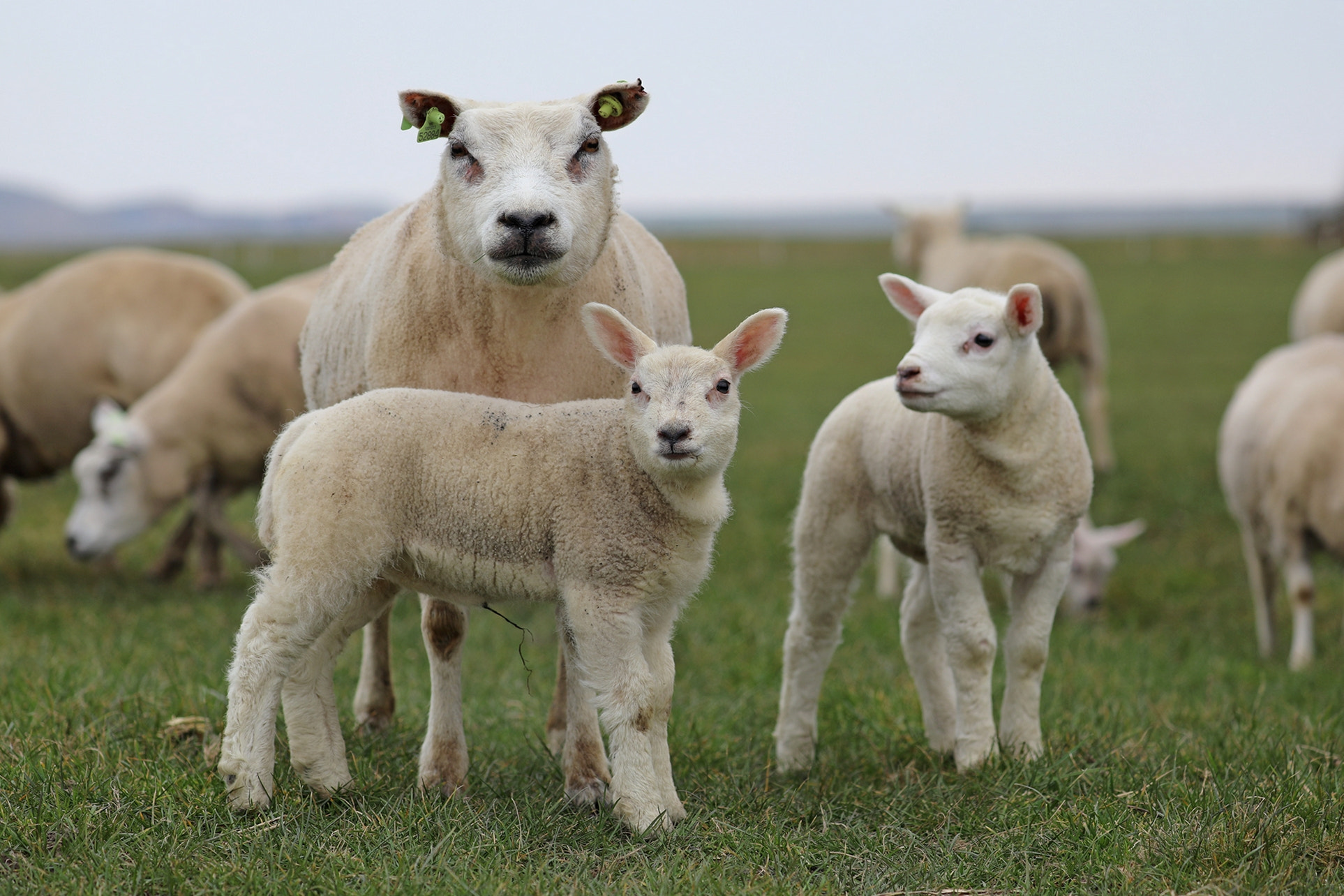 Canon EOS 5D Mark IV sample photo. Sheep photography