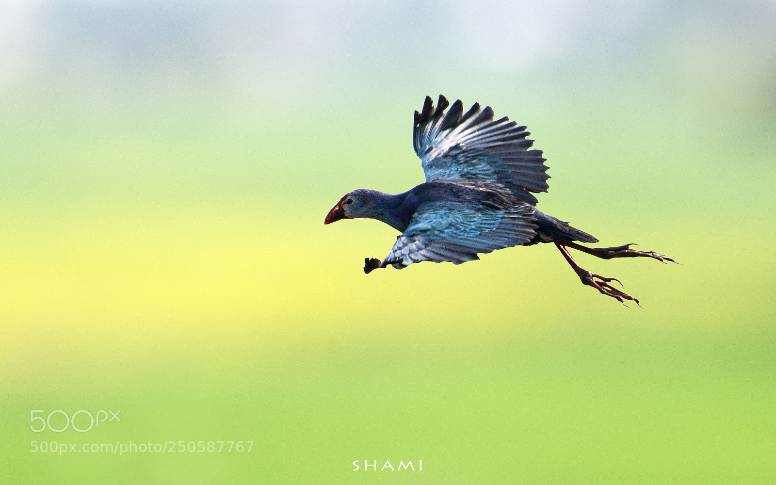 Nikon D800E sample photo. Purple moorhen photography