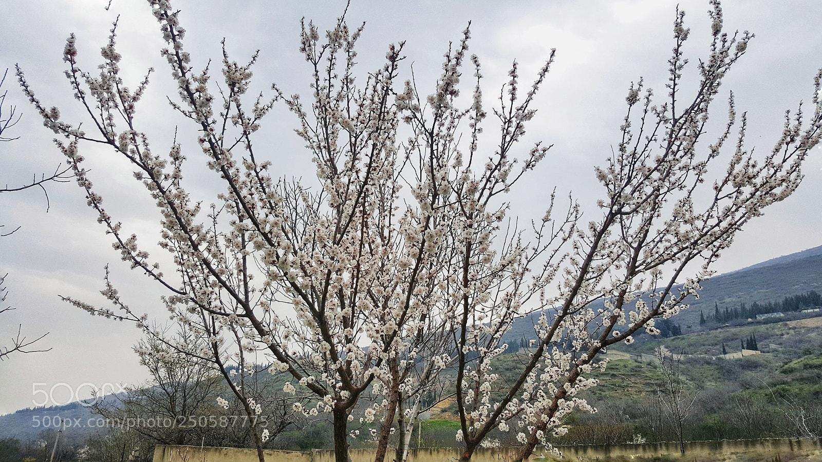 Samsung GALAXY S6 edge sample photo. Untitled photography