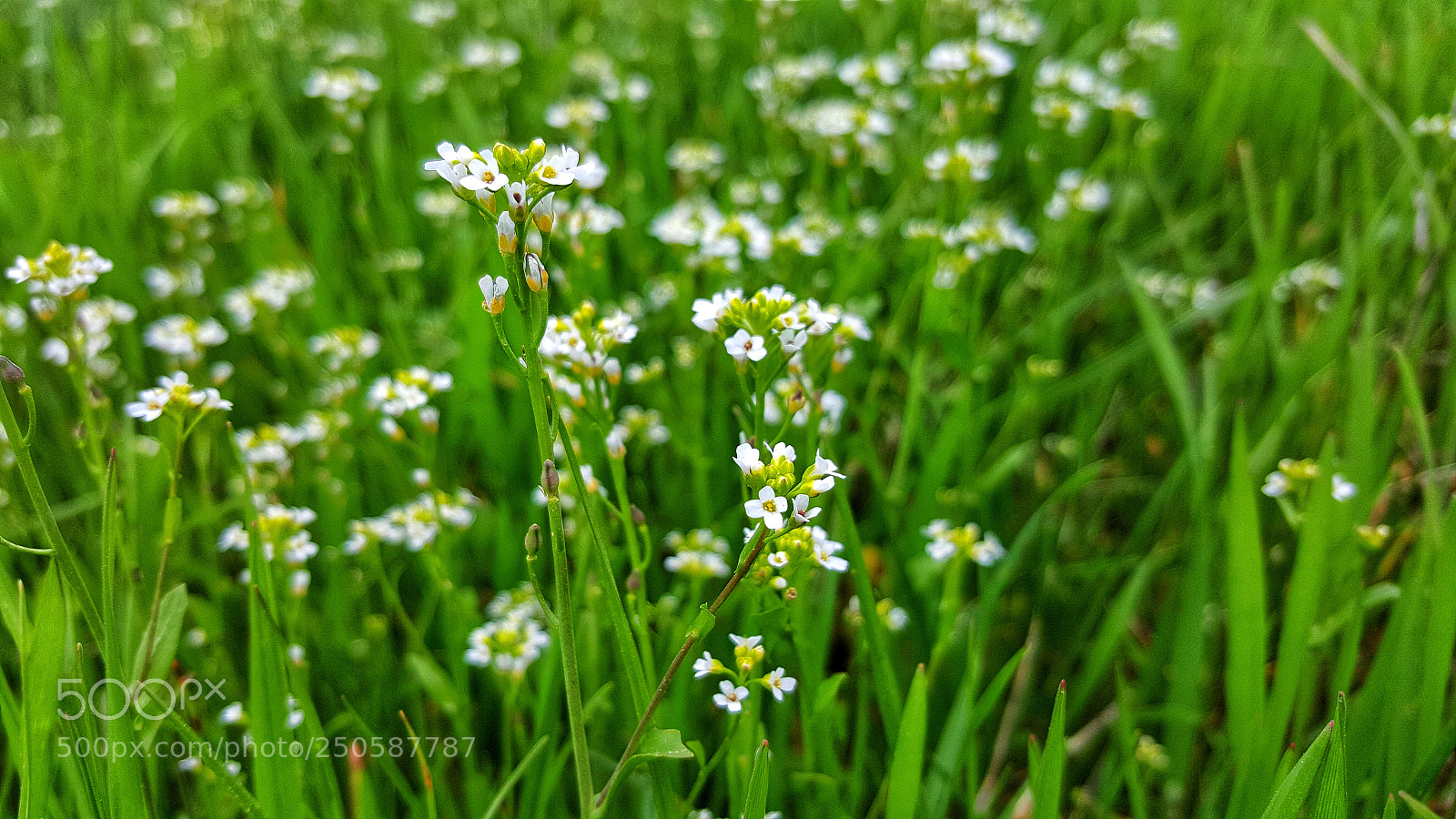 Samsung GALAXY S6 edge sample photo. Untitled photography