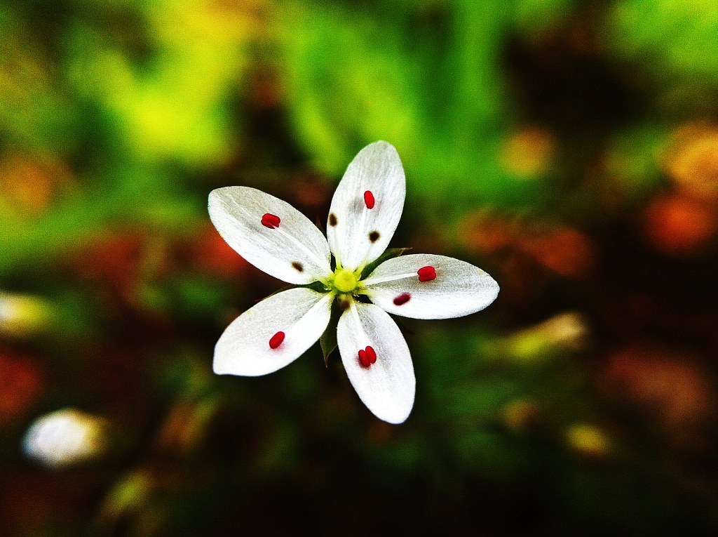 Fleur Simple de Onder SAHAN sur 500px.com